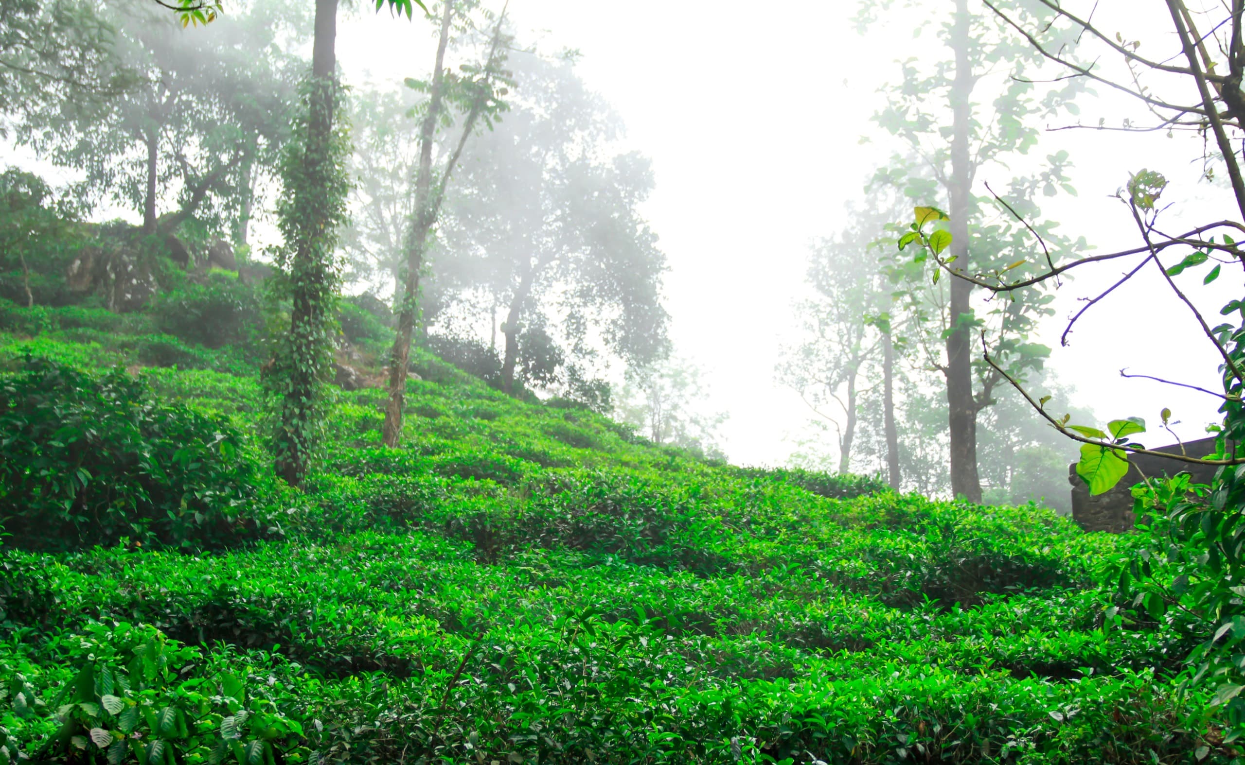 Tea gardens on the Urumbikkara slopes